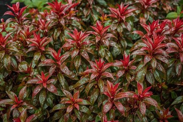 Fototapeta premium Red shoot leaves with raindrops among green foliage captured post-rain