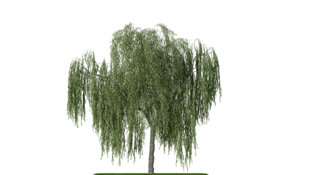 A weeping willow tree on a white background