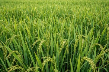 Obraz premium Mature rice growing in lush green farmland under natural sunlight