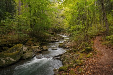 Fototapeta premium Water cascading along a rugged trail surrounded by lush forest greenery