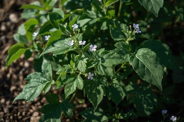Obraz premium Winged beans and square beans: Unique vegetable varieties