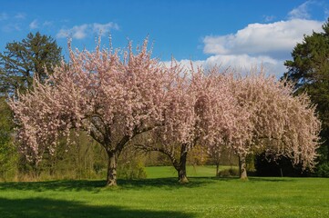 Obraz premium Ancient peach trees blossoming in a garden with lush green grass and clear blue sky in the background. Seasonal spring scenery.