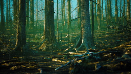 Tall, slender trees rise in a serene forest as soft mist lingers above the forest floor. Sunlight filters through branches, revealing the tranquil yet haunting environment of natures beauty. © icetray