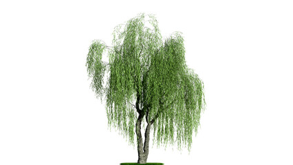A weeping willow tree on a white background