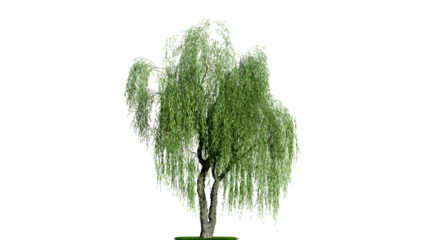 A weeping willow tree on a white background