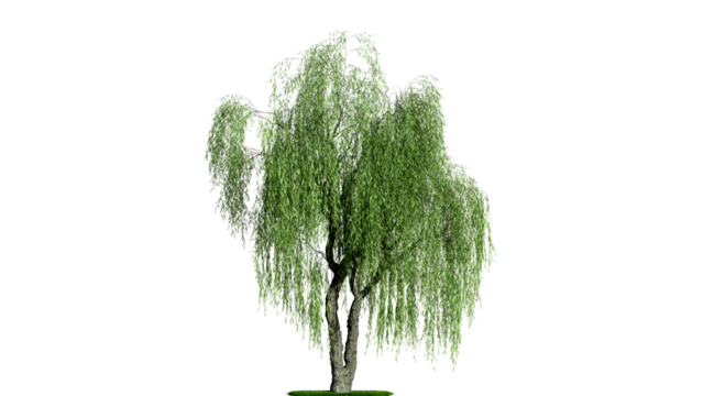 A weeping willow tree on a white background