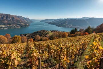 Terraced Vineyards Large Northern Lakeside