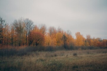 Fototapeta premium A misty autumn landscape featuring trees lining the coast under a cloudy sky.