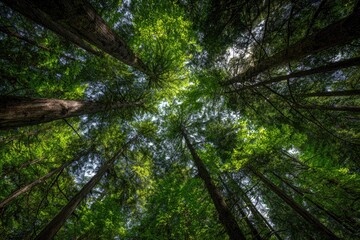 Fototapeta premium Lush forest canopy viewed from below (6)