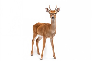 Fototapeta premium Isolated antlers of Schomburgk's deer on a white backdrop