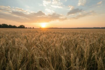Fototapeta premium Sunset or sunrise over a summer field filled with young rye or wheat under a cloudy sky.