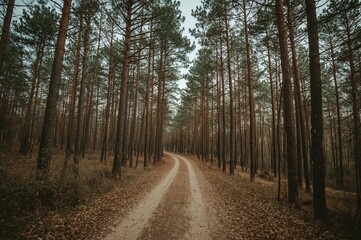 Obraz premium View of a picturesque trail through the woods
