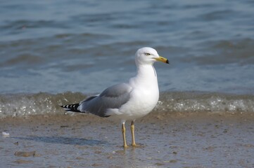 Fototapeta premium White bird by the ocean shore with blue water and sandy beach