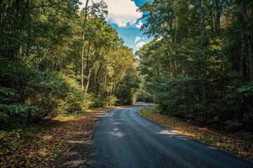 Obraz premium Beautiful highway flanked by dense green woods on each side