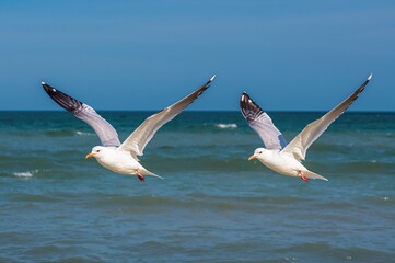 Gulls flying apart over sandy shore with water and sky in summer