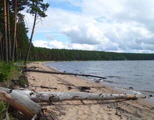 Fototapeta premium Sandy beach with driftwood, pine forest, lake and sky