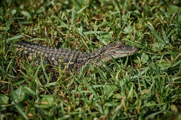 Naklejka premium Young crocodilians camouflaged in grassy habitat, close-up of a baby reptile in natural surroundings