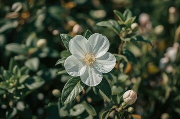 Obraz premium The garden bursting with vibrant blossoms