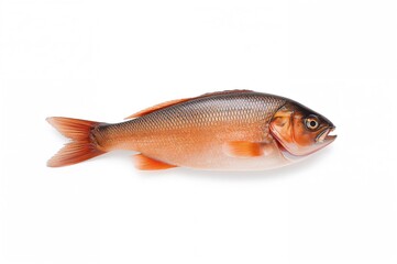 Fish displayed against a plain white backdrop