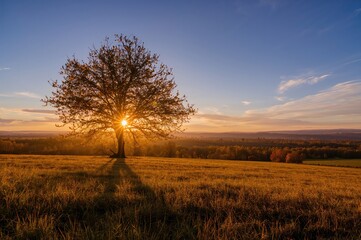 Fototapeta premium Dawn light casting a warm glow over a fall landscape with trees