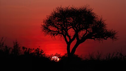 Fototapeta premium Breathtaking sunset outline of a thorny acacia tree in a wildlife sanctuary