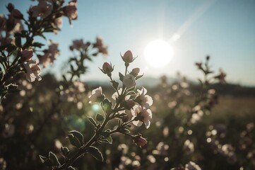 Season of Blossoms: Summer Sunshine and Natural Beauty