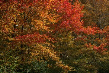 Naklejka premium Autumn landscape showcasing colorful foliage on trees. The natural beauty captured in daylight, outdoors, with no people present.