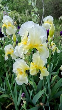 White and yellow decorative garden Iris germanica with large flowers