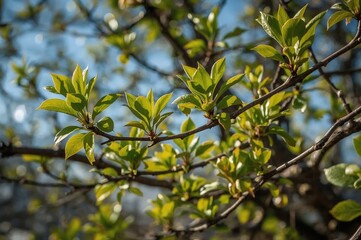 Sunlit tree branch adorned with fresh green foliage. Early spring leaves and buds emerging on branches. Winter retreats as nature awakens. Tender green leaves sprouting on shrubs.