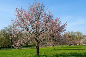 Spring season in a scenic hilly area with blooming nature