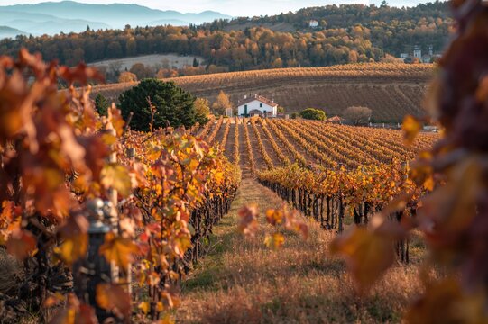 Syrah's Renowned Origin in the Northern Rhone Region