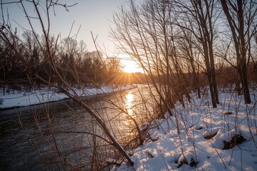 Slender Snow-Laden Tree Limbs Along the Riverside at Dusk
