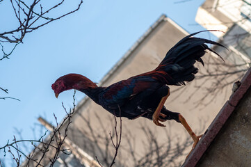 rooster on the fence © Ylmaz