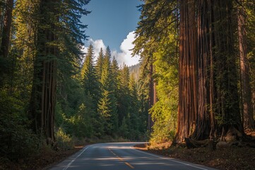 Naklejka premium The Path Winds Through the Giant Trees