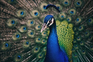 Fototapeta premium Magnificent close-up of a peacock displaying brilliant hues