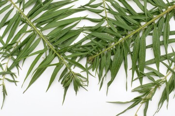Obraz premium Essential oils extracted from tea tree leaves, viewed from below against a white background