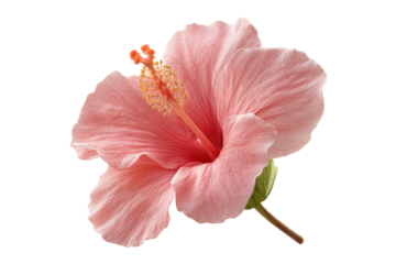 Close-up of pink hibiscus flower with detailed petals and stamen, cut out