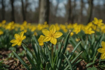 Fototapeta premium Bright yellow spring blooms in the natural environment