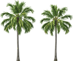PrintTropical Coconut Palm Trees Isolated on White Background, Vector Illustration for Nature, Landscape, Summer, and Vacation Design Projects