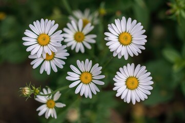 White daisies with stripes blooming in a lush garden setting