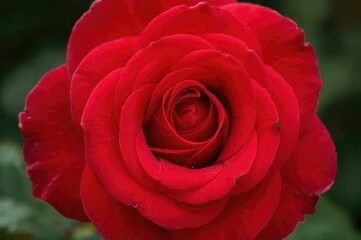 A detailed macro shot of a bright crimson rose featuring soft petals, representing affection and romance. Ideal for romantic celebrations such as anniversaries and special love-filled days.