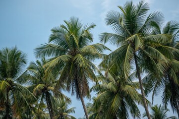 Lush green palm trees against a scenic beach sky in summer