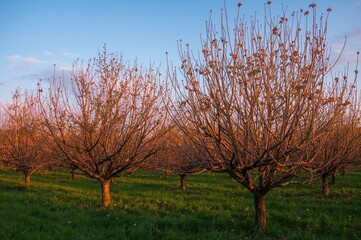 Obraz premium A tranquil snowy orchard bathed in warm sunlight, radiating calm and minimalism.