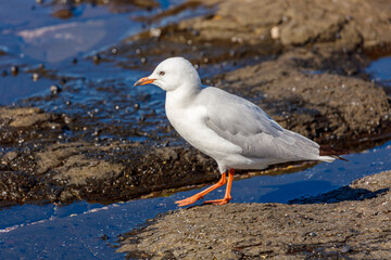 Photograph of a Silver Gull standing on rocks along a rugged coastline near the town of Shellharbour in the Illawarra region of NSW, Australia.