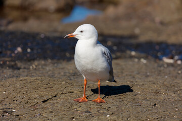 Photograph of a Silver Gull standing on rocks along a rugged coastline near the town of Shellharbour in the Illawarra region of NSW, Australia.