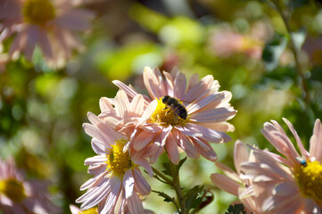 aster or chrysanthemum. bee pollinates an autumn flower in the rays of the sun at sunset....