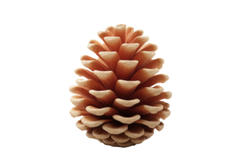 Close-up of symmetrical pine cone with detailed texture on black background, cut out