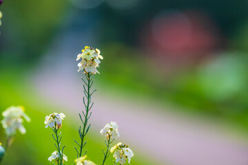 Tall yellow-white flower cluster with blurred path.