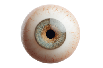 Detailed realistic human eyeball on white background, cut out