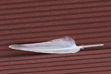 A White Feather with Crispy Texture Fallen on a Red Bench in Early Autumn